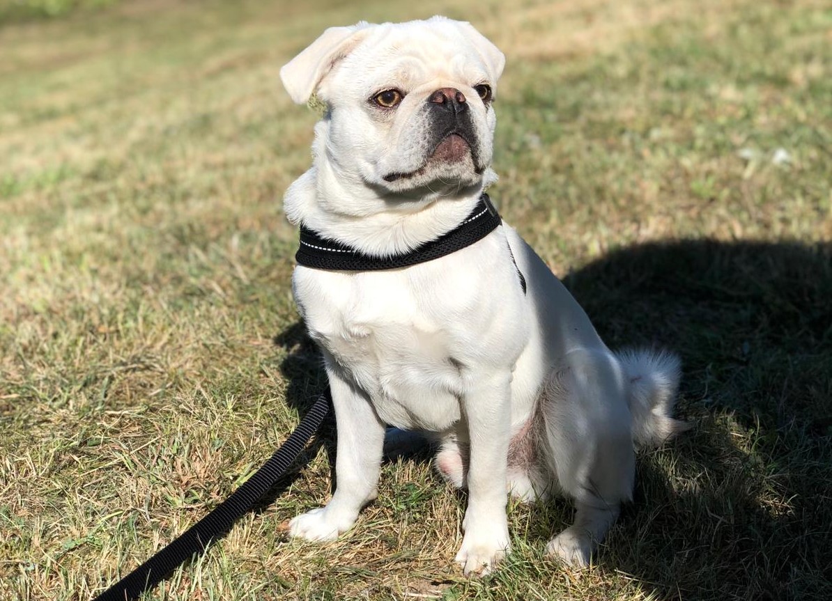 Mops Steckbrief Pawshake Blog