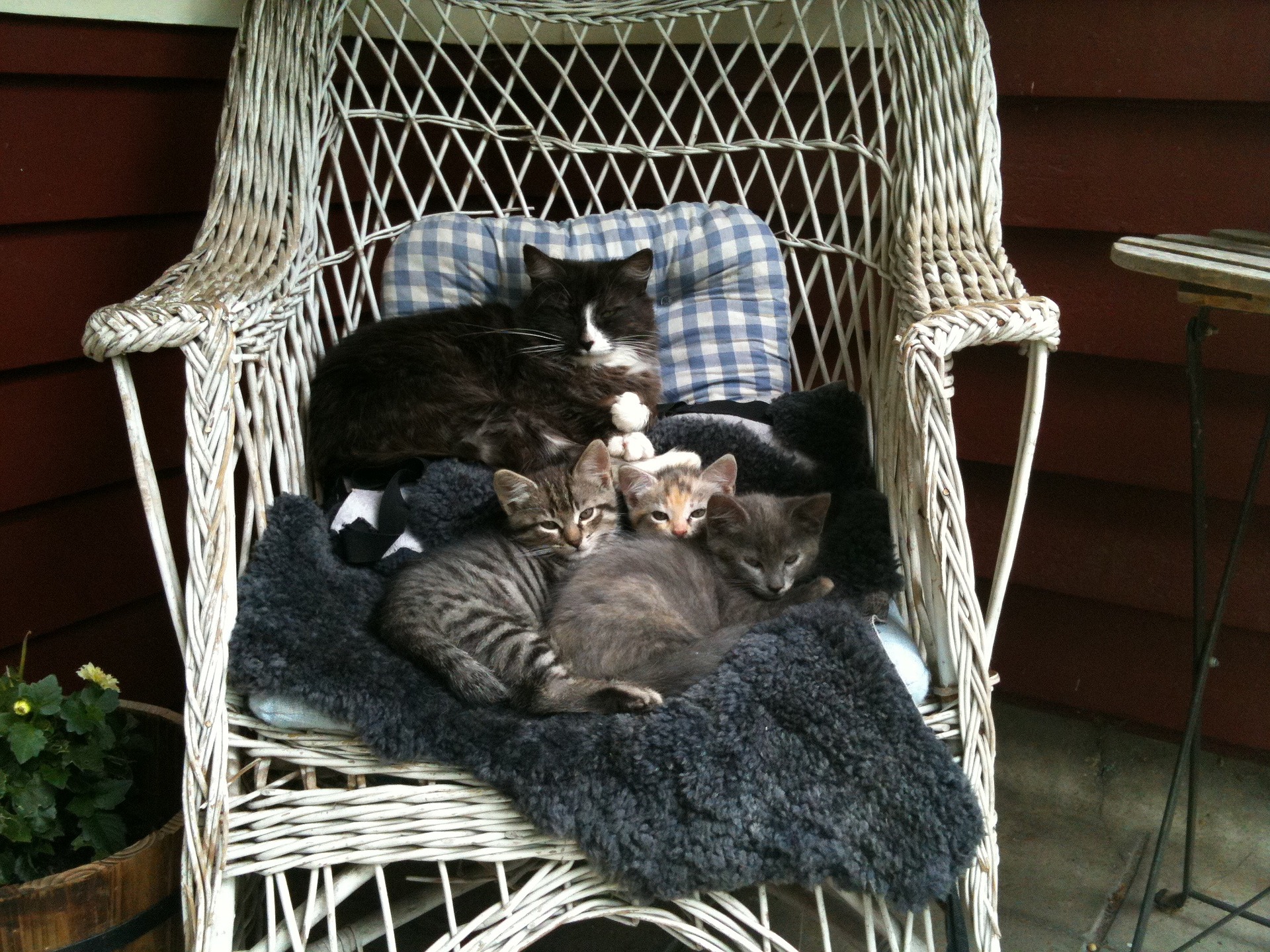 Katzenkinder zu früh von der Mutter zu trennen, kann Verhalten und