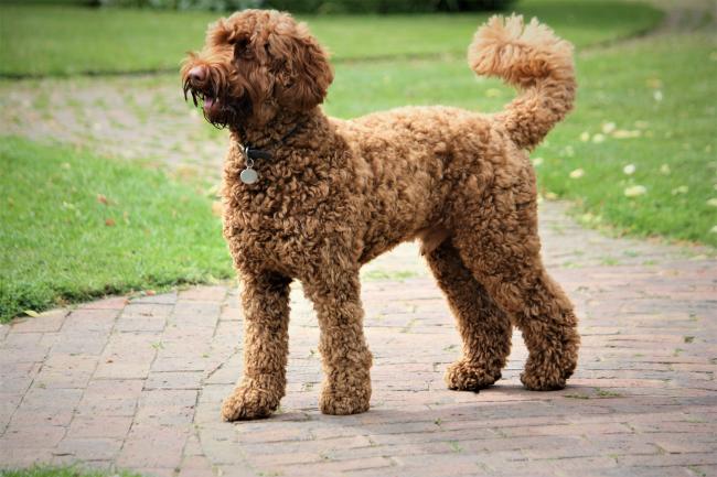 Labradoodle braun new arrivals