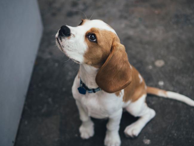 Beagle looking up