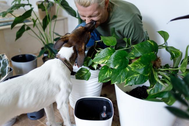 Dog with pet sitter and indoor plants